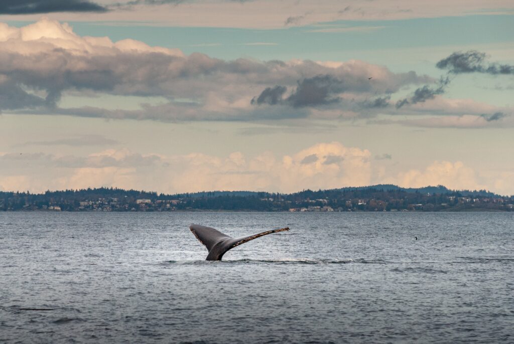KZN Whale watching
